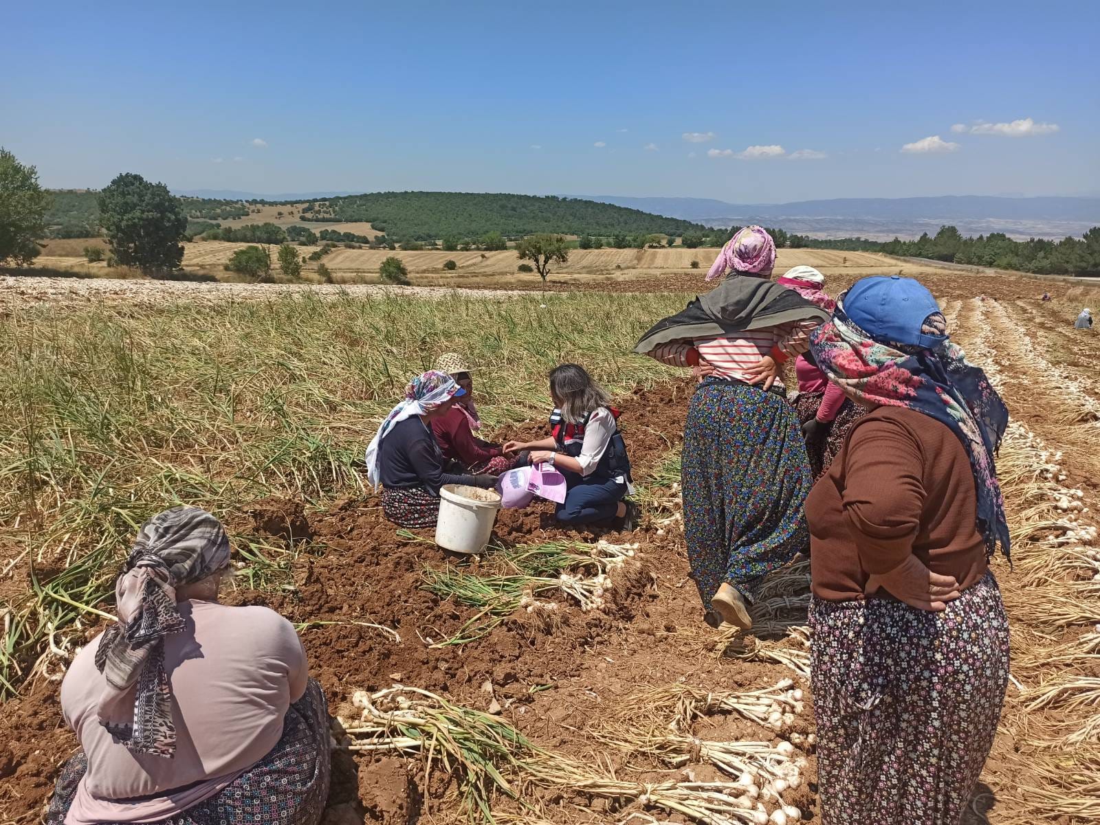 Taşköprü'de 45 Kadın Sarımsak Tarlasında Çalıştı, Jandarma Haklarını Anlattı!