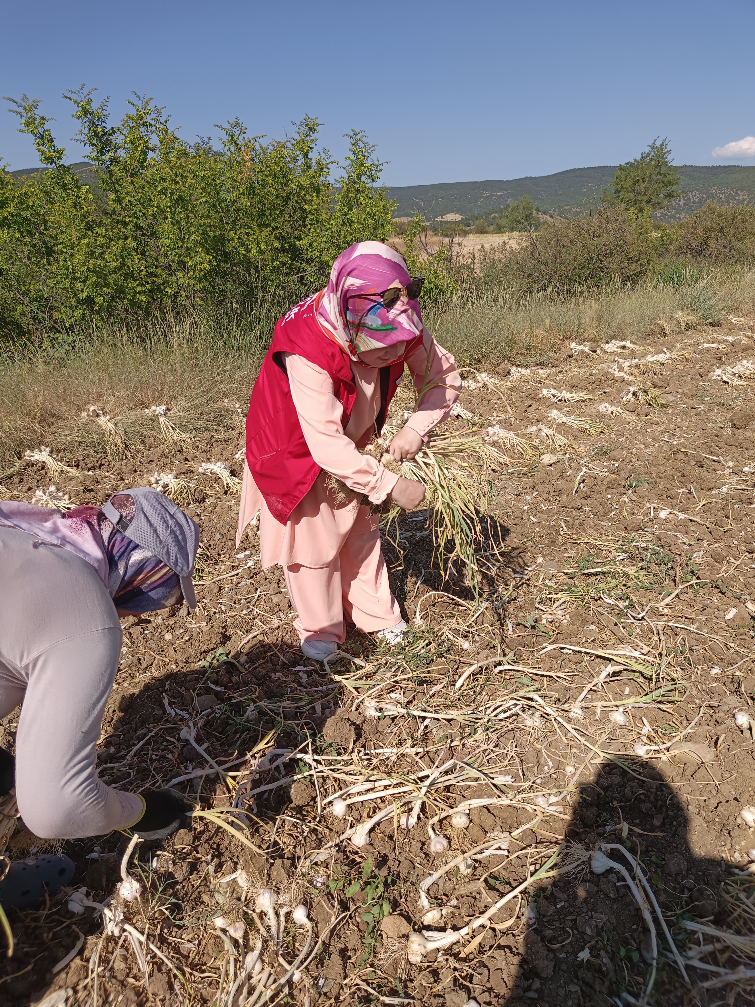 Taşköprü'de Gönüllü Gençler Sarımsak Için Ter Döktü 1