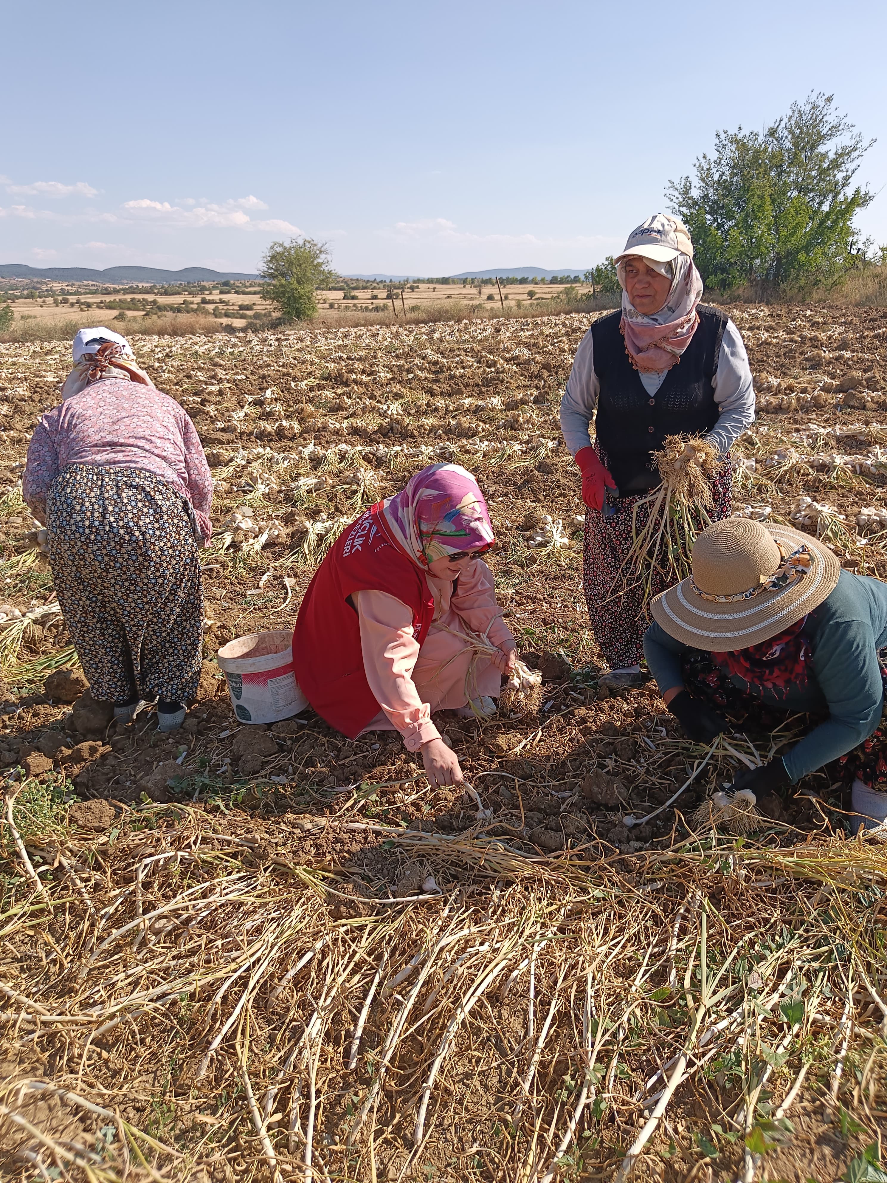 Taşköprü'de Gönüllü Gençler Sarımsak Için Ter Döktü 4