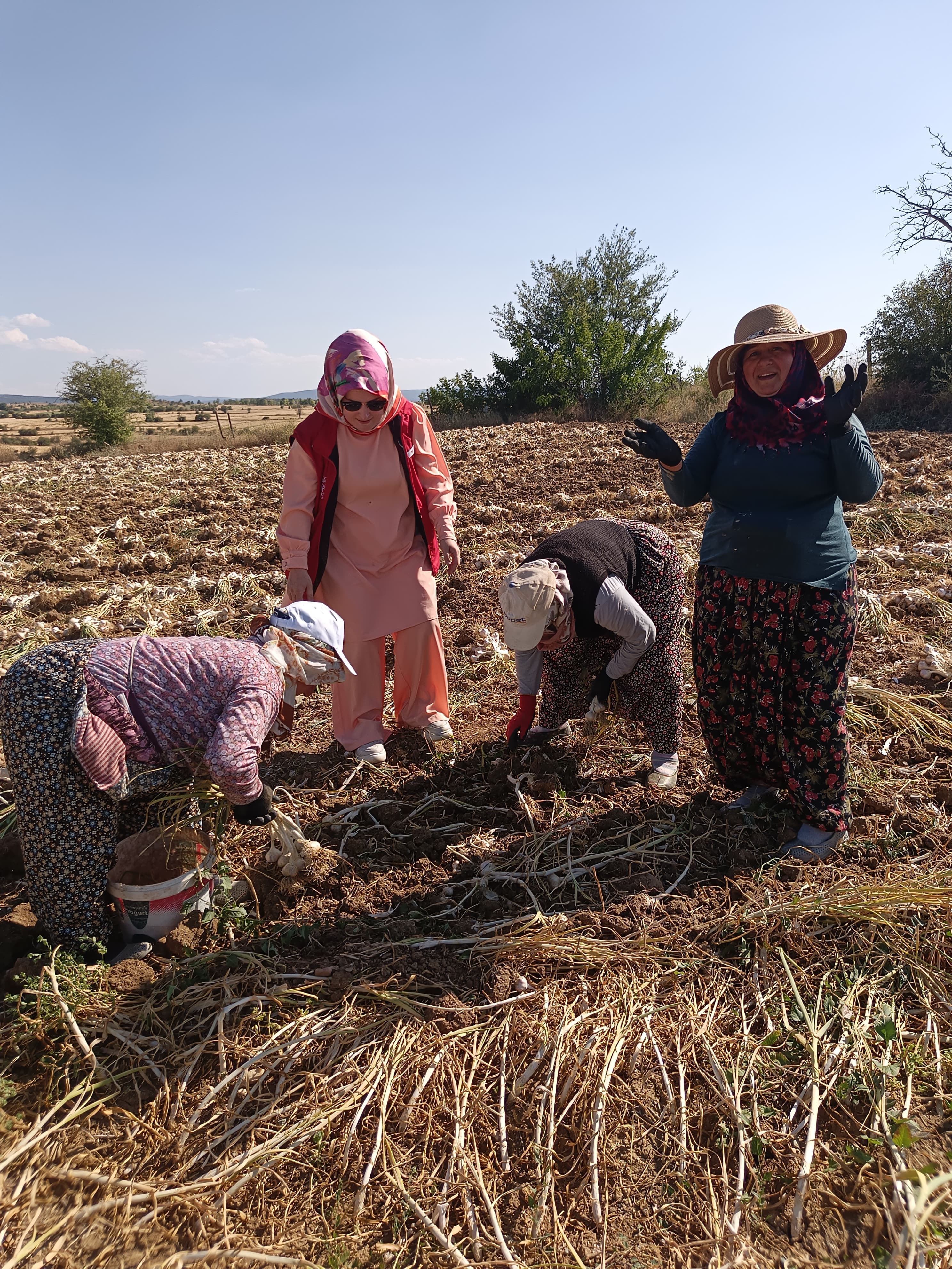 Taşköprü'de Gönüllü Gençler Sarımsak Için Ter Döktü 5