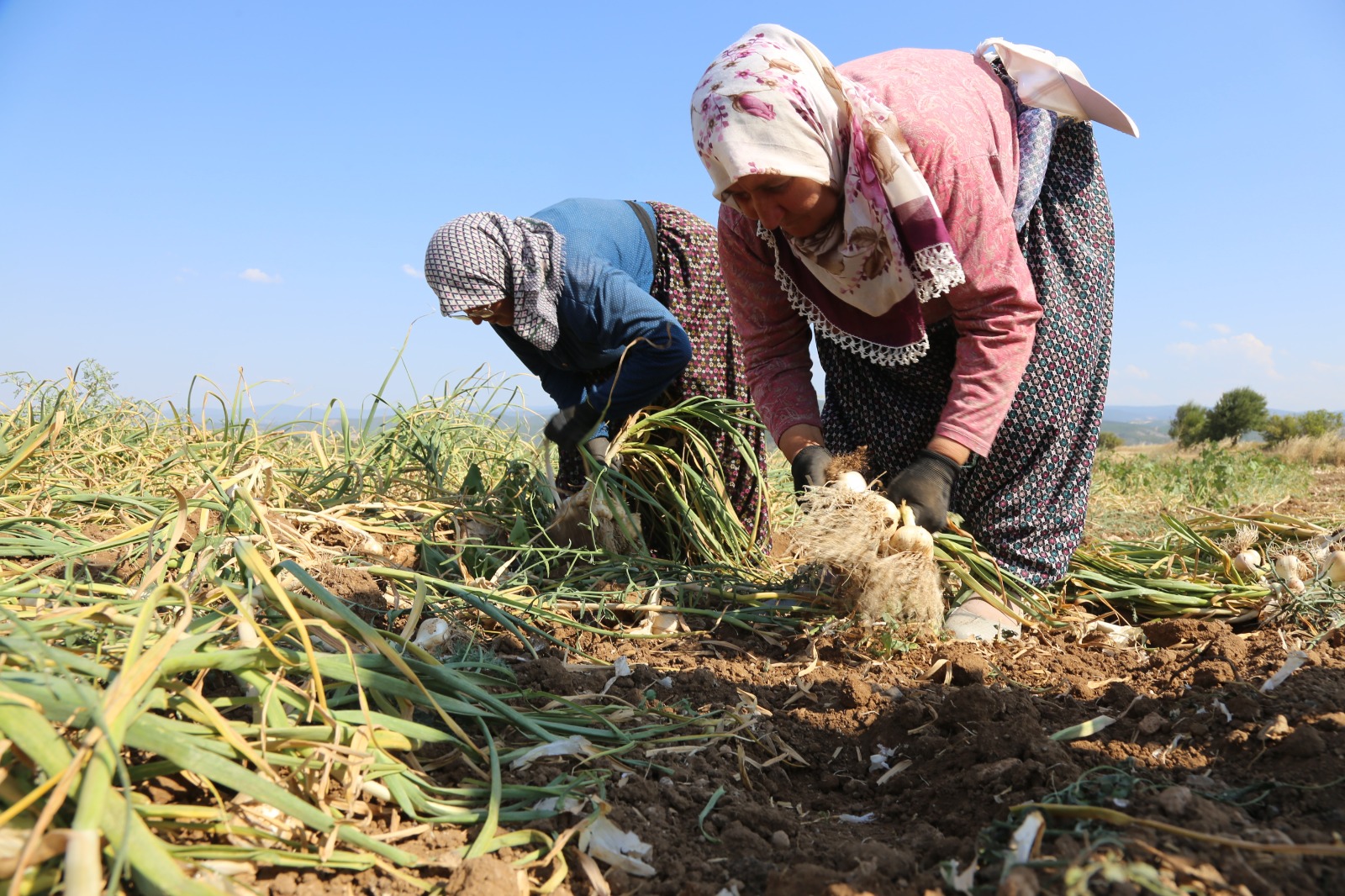 Tatile Değil, Tarlaya Taşköprü'de Kadın Işçilerin Kavurucu Sıcakta Zorlu Sarımsak Mesaisi! 12