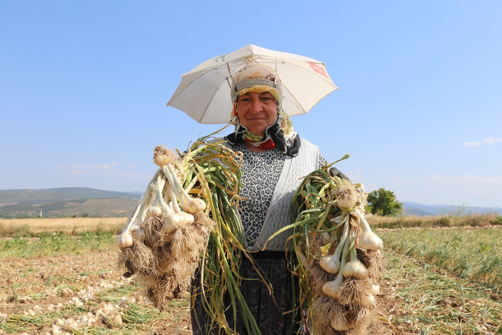 Tatile Değil, Tarlaya Taşköprü'de Kadın Işçilerin Kavurucu Sıcakta Zorlu Sarımsak Mesaisi!