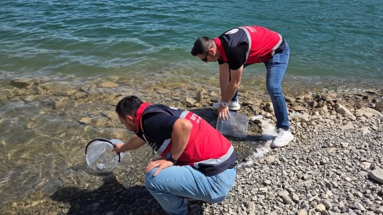 Araç Barajı’na Sazan Takviyesi 100 Bin Yavru Suya Salındı (3)