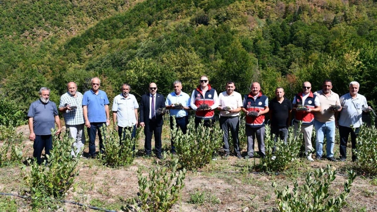 Çatalzeytin Aronya (1)