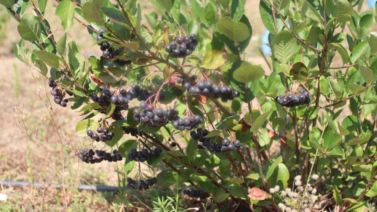 Çatalzeytin Aronya (5)