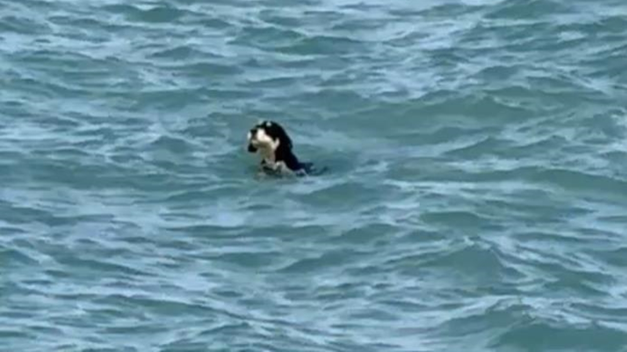 Çatalzeytin Köpekler Yüzdü (1)