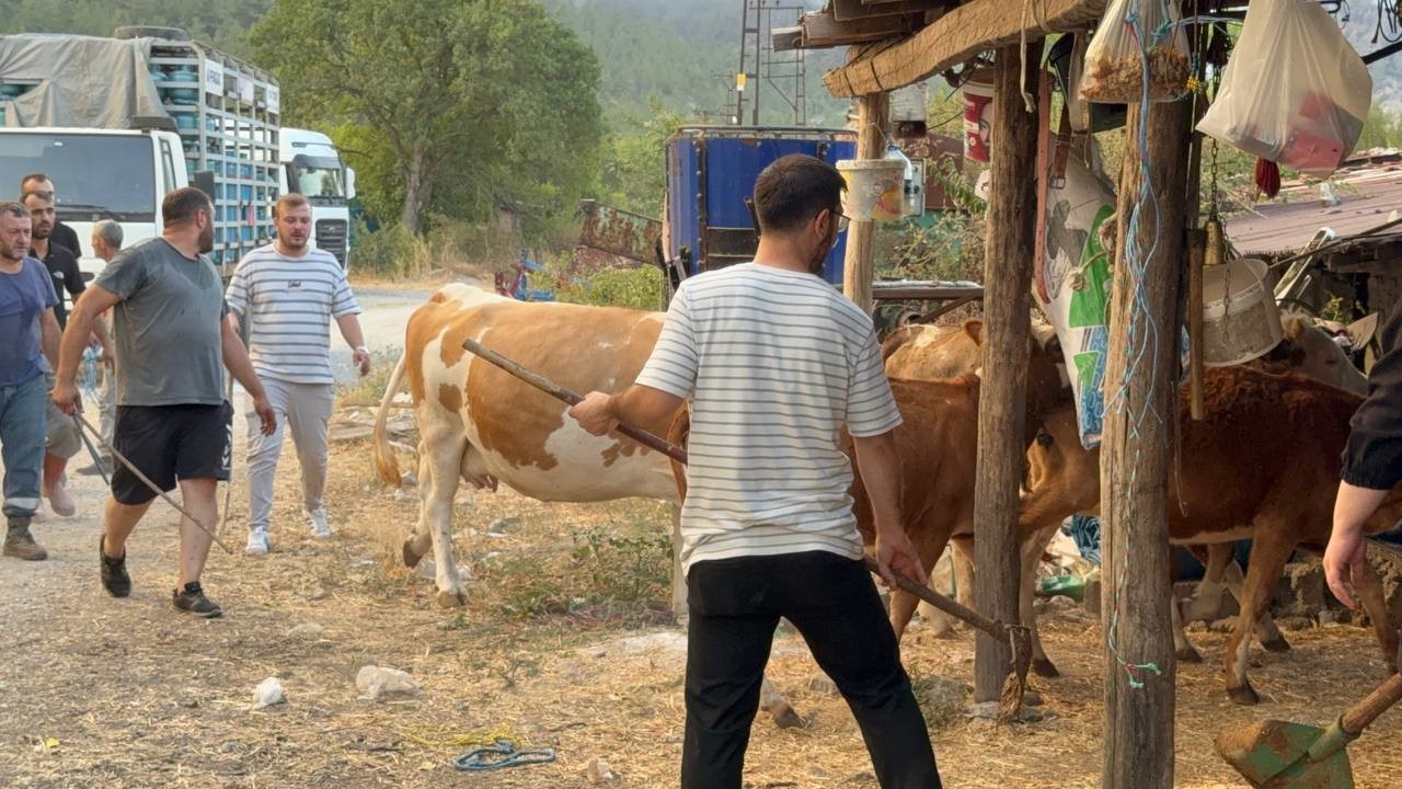 Feci Orman Yangını Bölgesinde 80 Haneli Köy Tahliye Edildi! 1