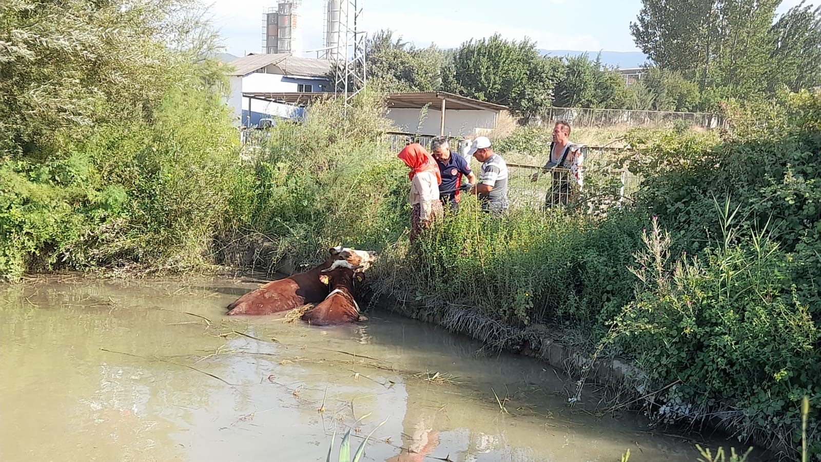 Gölete Düşen Inekler 1 Saatlik Çalışma Sonucu Kurtarıldı 1
