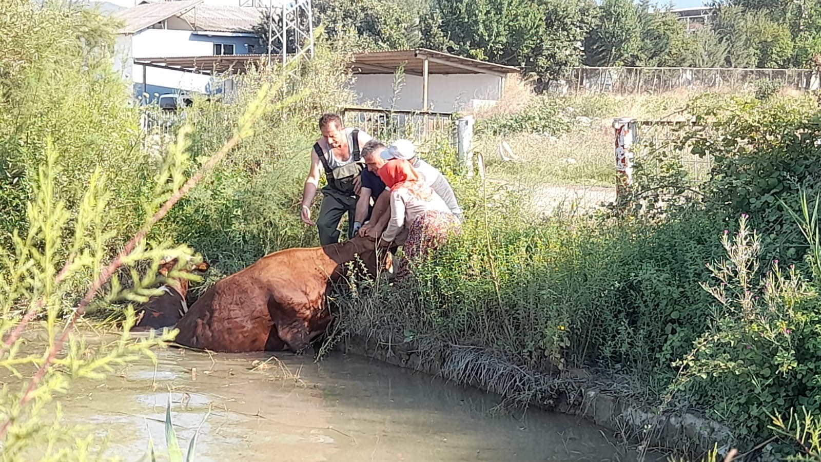Gölete Düşen Inekler 1 Saatlik Çalışma Sonucu Kurtarıldı 2