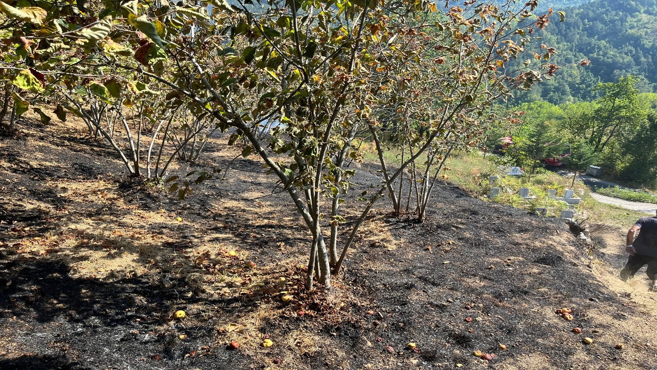 Inebolu Bahçe Yangını (3)
