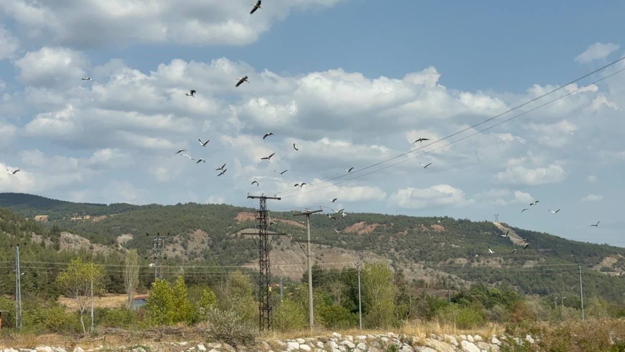Karabük Leylek1