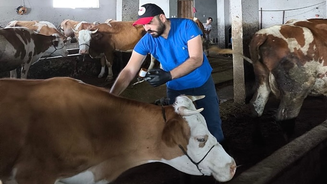 Kastamonu Şap Hastalığı (1)