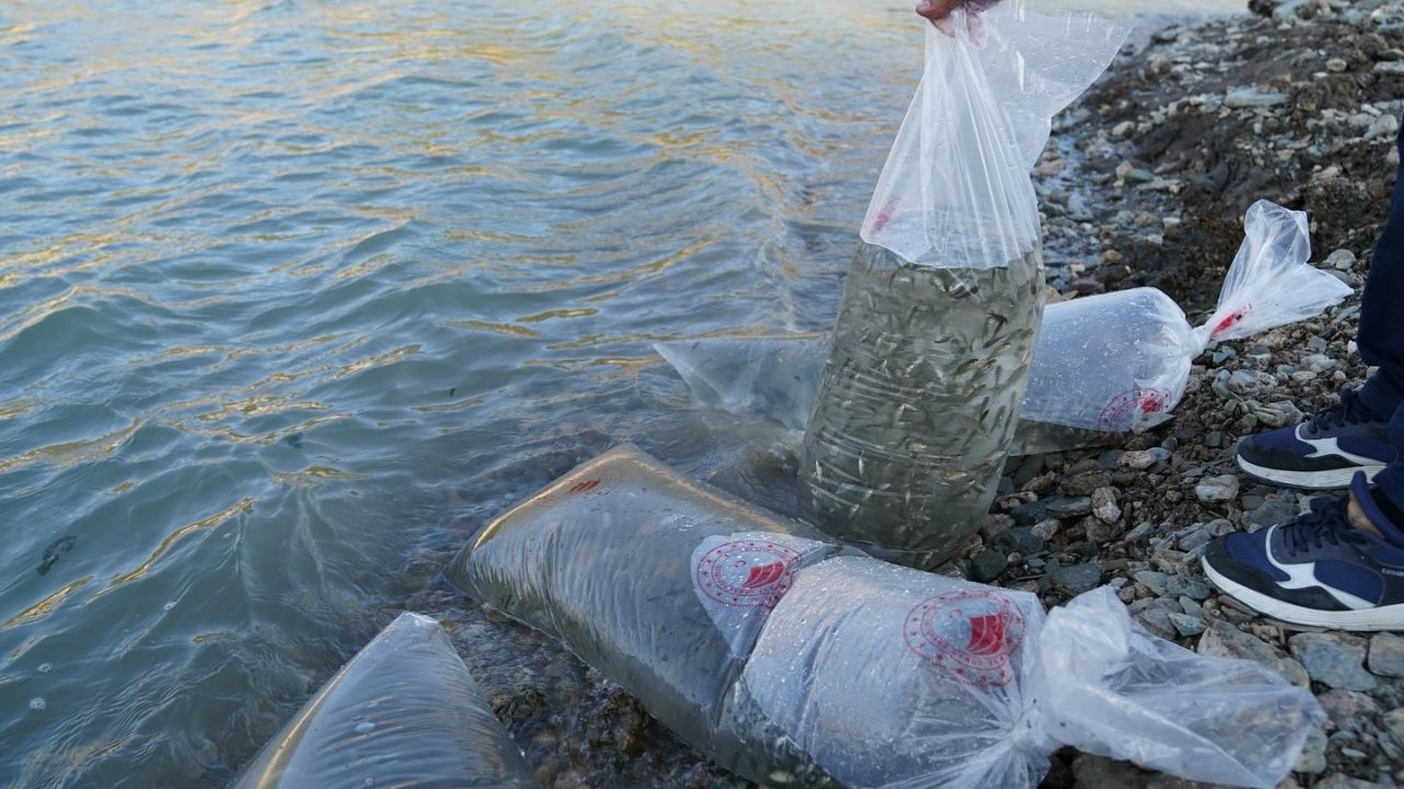 Kastamonu’da Binlercesi Suya Salındı Taşköprü De Payını Aldı (2)