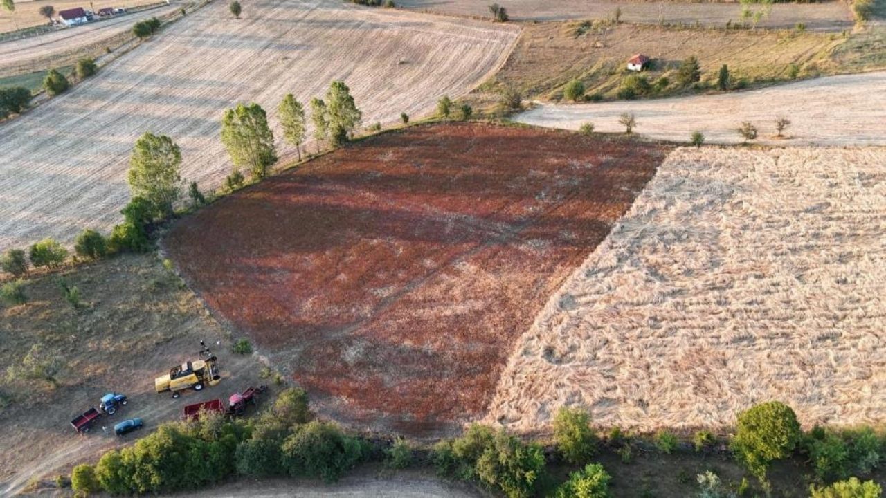 Kastamonu’da Çölyak Dostu Karabuğday Hasadı Başladı (2)