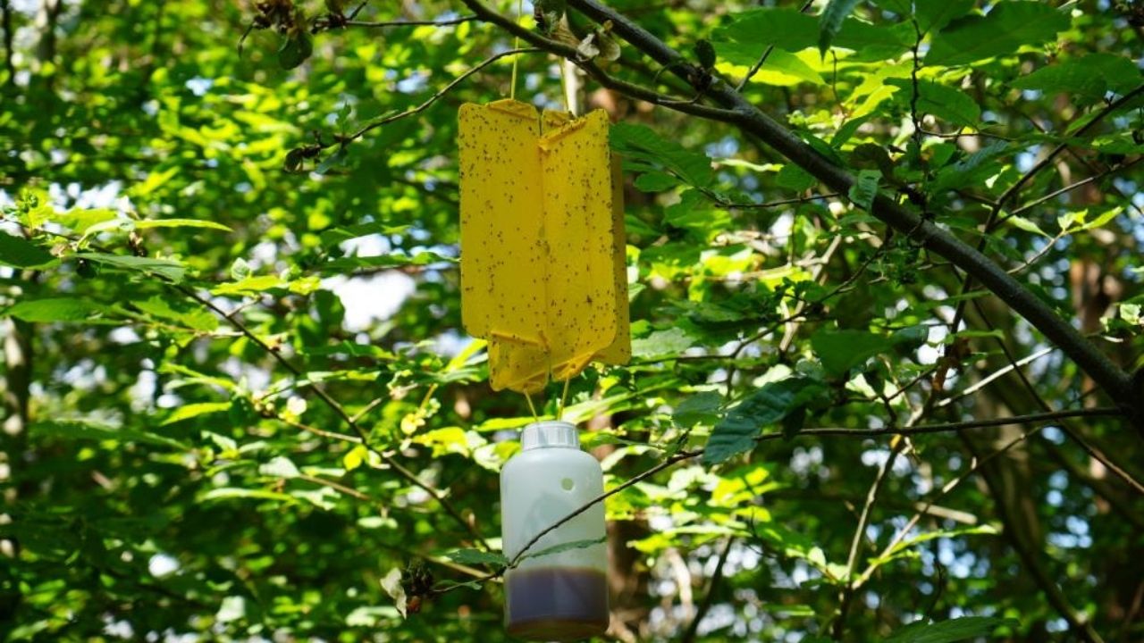 Kastamonu’da Kestane Balı Hasadı Tamamlandı Rekolte Düşüşü Endişelendiriyor (2)