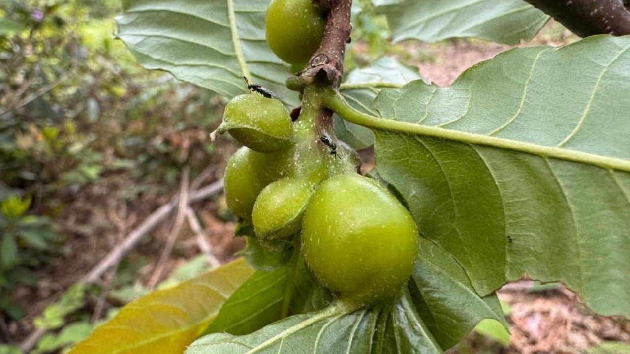 Kastamonu’da Kestane Balı Hasadı Tamamlandı Rekolte Düşüşü Endişelendiriyor (4)