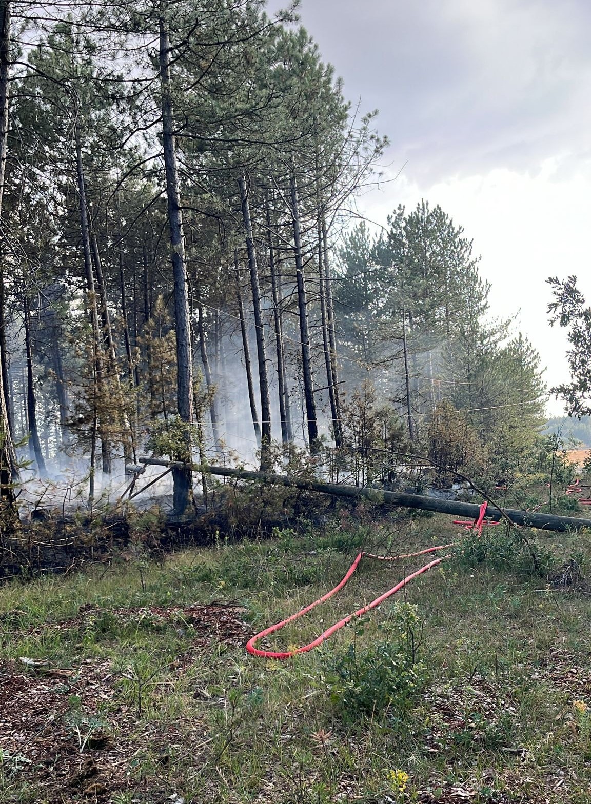 Kastamonu'da Orman Yangını Büyümeden Önlendi 2