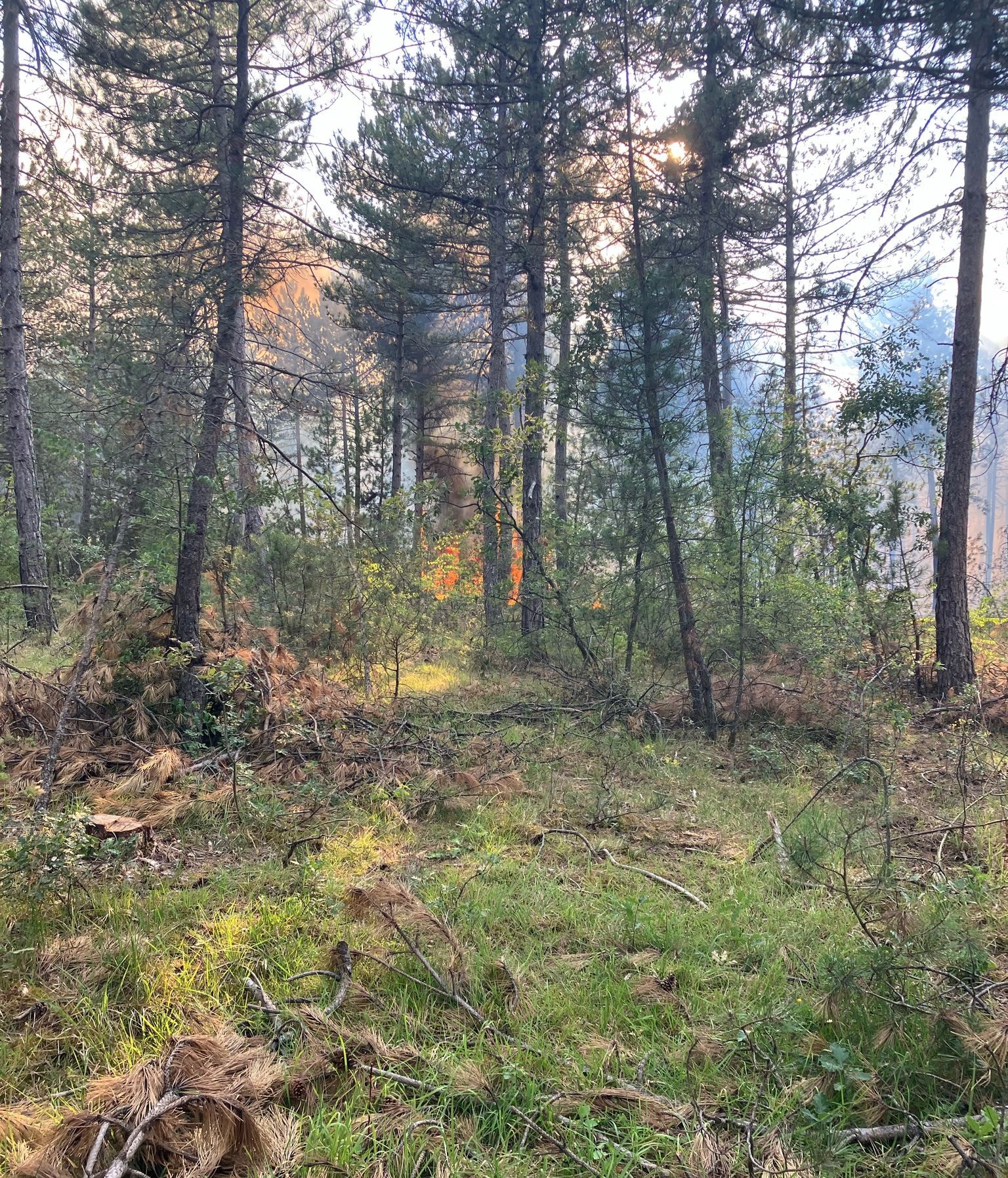 Kastamonu'da Orman Yangını Büyümeden Önlendi 4