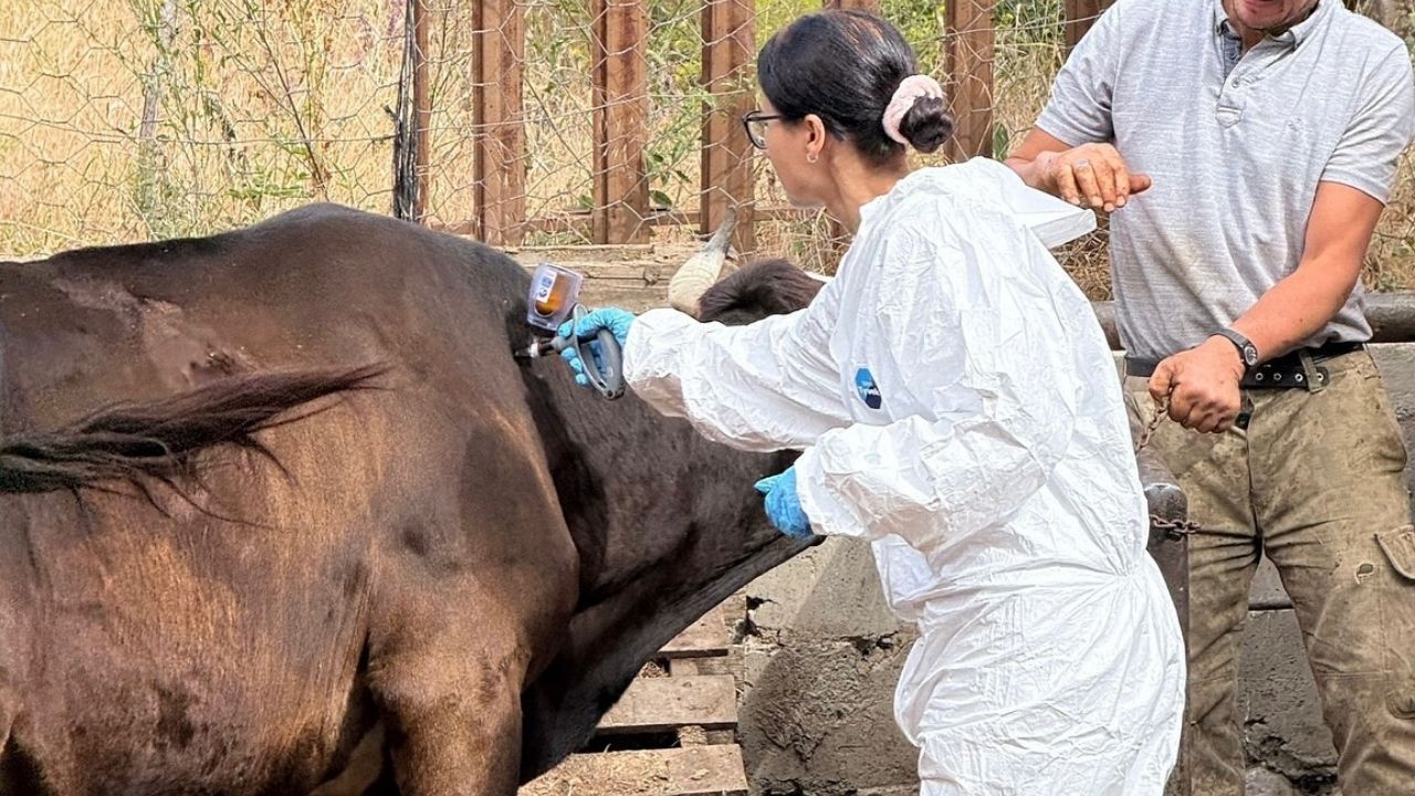 Kastamonu’da Şapla Mücadelede Büyük Adım 130 Bin Hayvan Aşılandı (1)