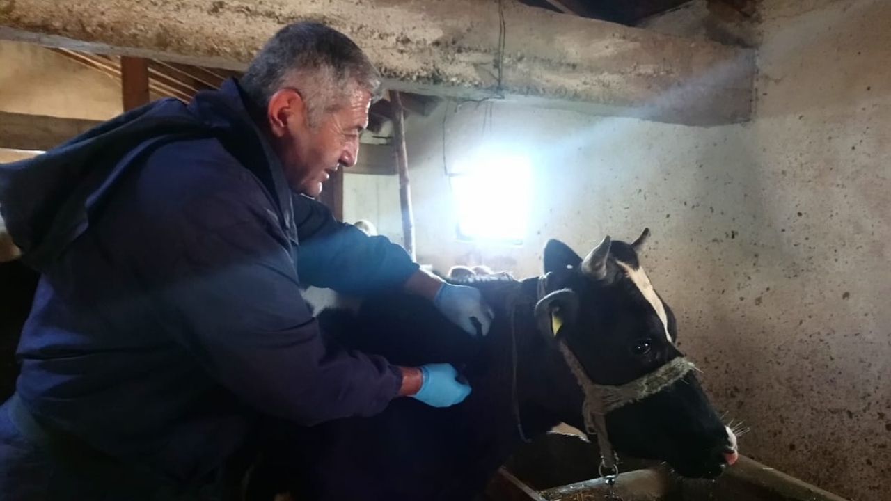 Kastamonu’da Şapla Mücadelede Büyük Adım 130 Bin Hayvan Aşılandı (2)