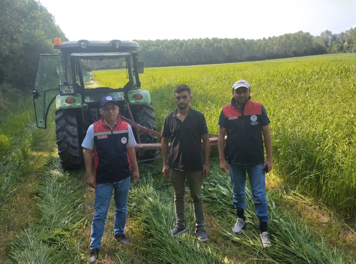 Kastamonu'da Yüzde 75 Hibeyle Dağıtılmıştı Hasat Dönemi Başladı! 2