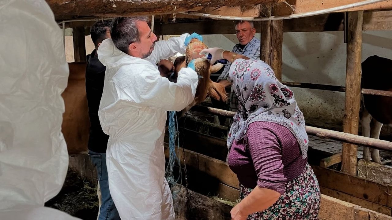 Kastamonu’nun Ilçesinde Şap Alarmı Ekipler Hızla Sahaya Indi (3)
