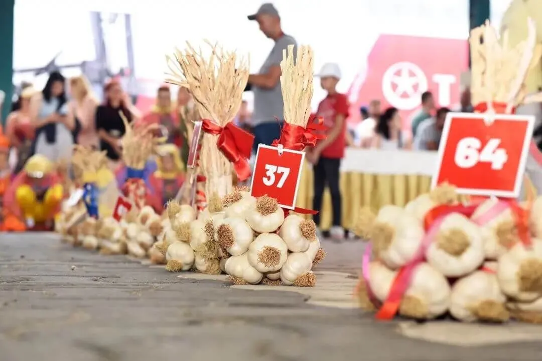 Sarımsak Festivali-1