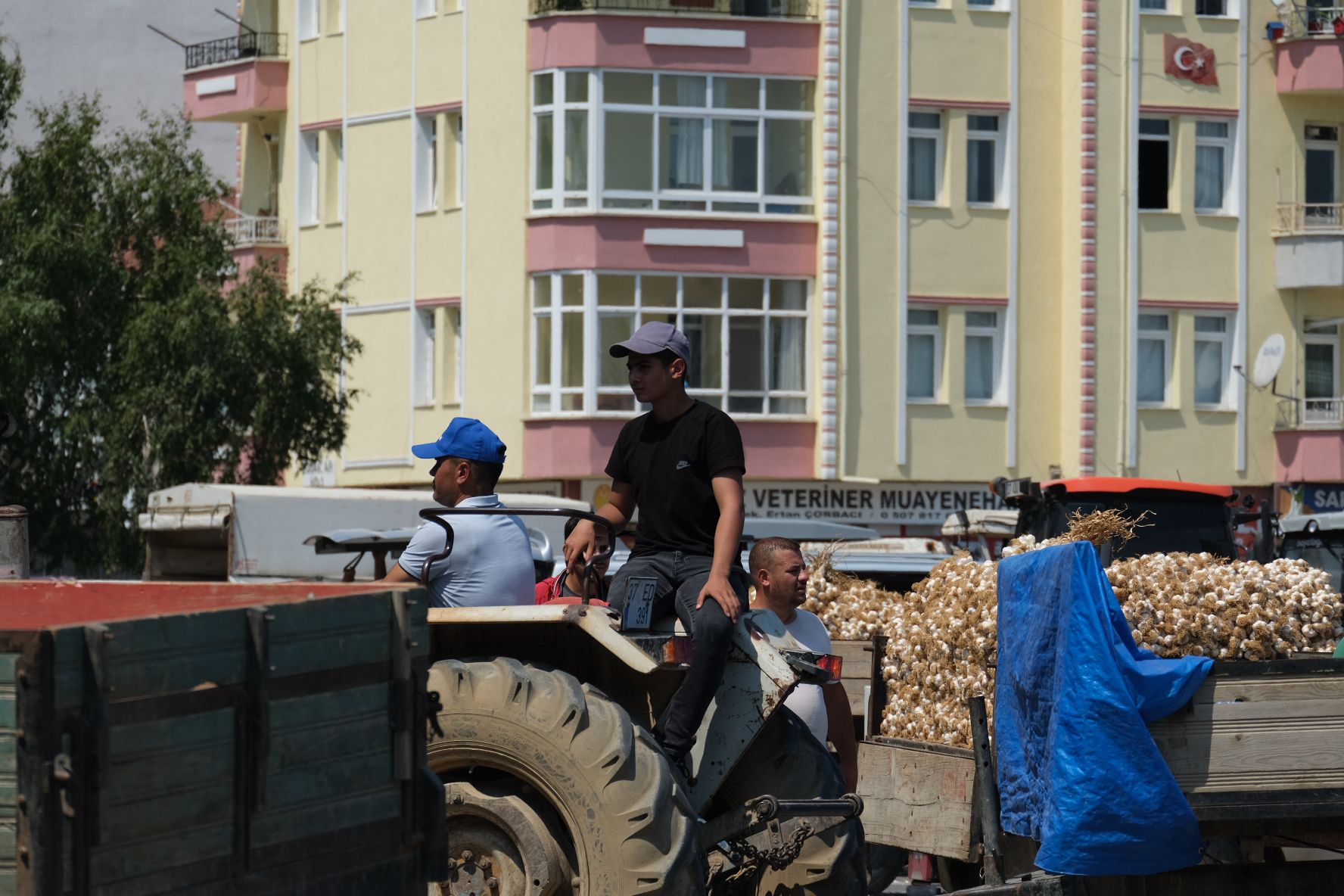 Sarımsak0