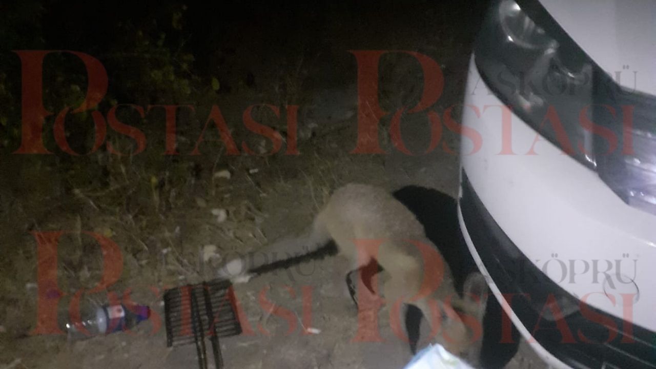 Taşköprü’de Sıra Dışı Anlar Yavru Tilkiyi Elleriyle Besledi (2)