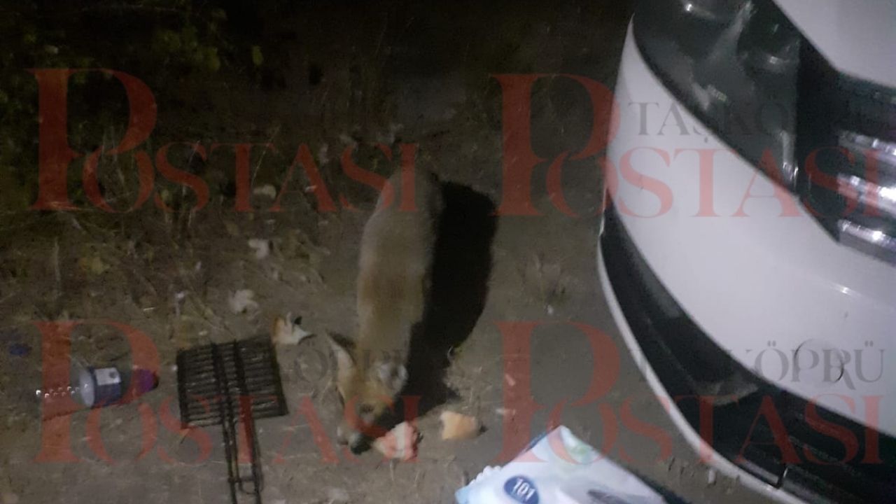 Taşköprü’de Sıra Dışı Anlar Yavru Tilkiyi Elleriyle Besledi (4)