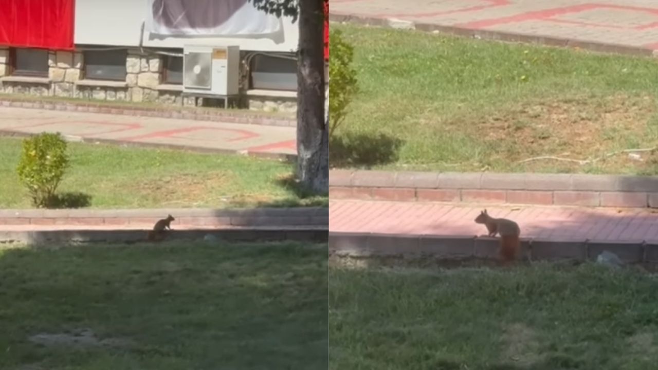Taşköprü'de Sürpriz Misafir İlgi Odağı Oldu (2)