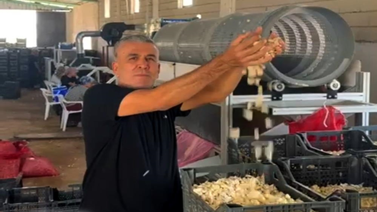 Araban Sarımsak Ünetim Tesisi (1)