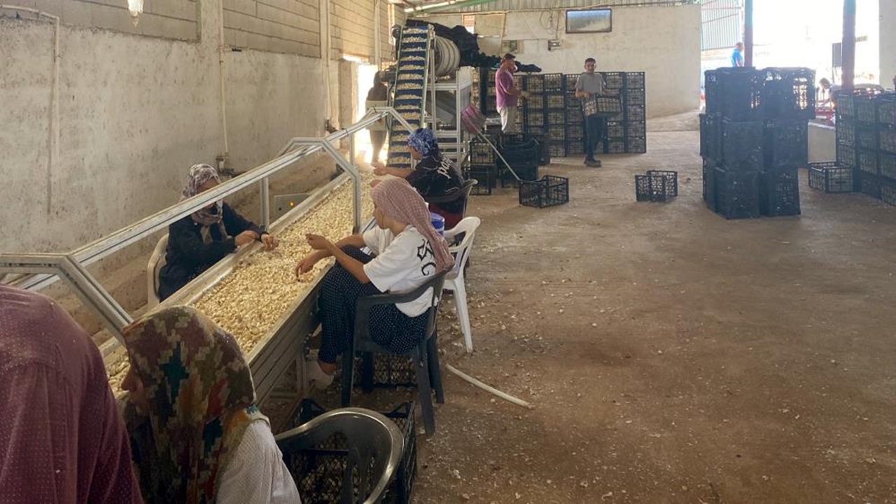 Araban Sarımsak Ünetim Tesisi (2)
