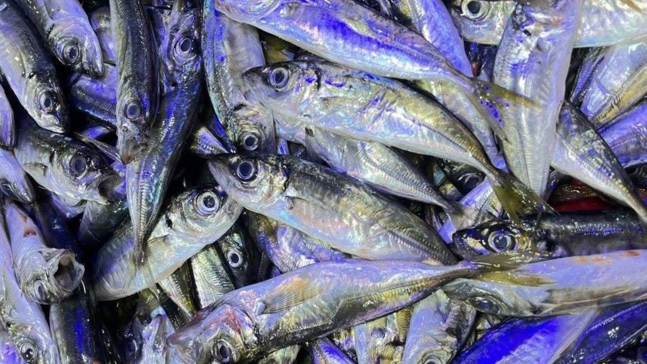 Balık Sezonu Açıldı Taşköprü’de Tezgahlar Çeşit Çeşit Balıklarla Doldu (2)