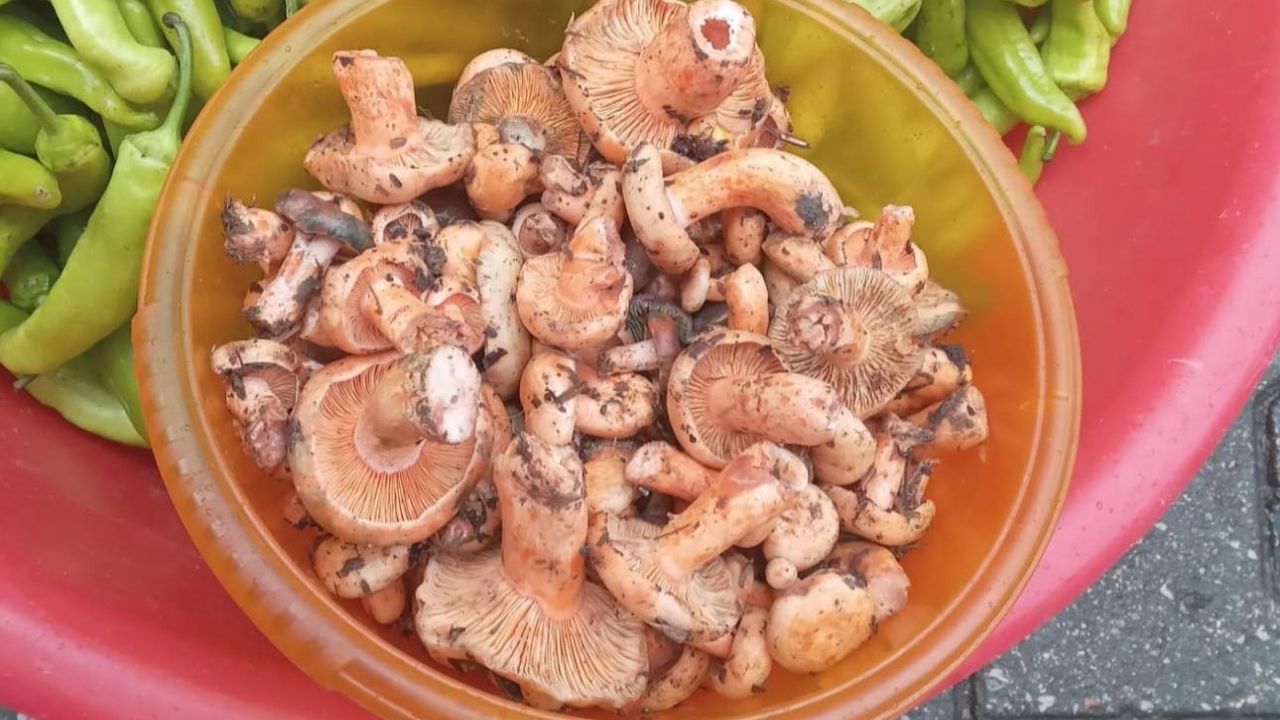 Kanlıca Mantarı Kastamonu’da Pazara İndi Fiyatı Şaşırttı