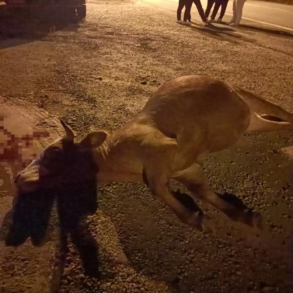 Karabük Feci Kaza Inek (1)