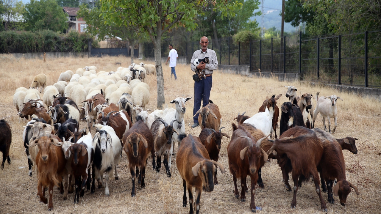 Kastamonu Araç Oğluk Taşıma (8)