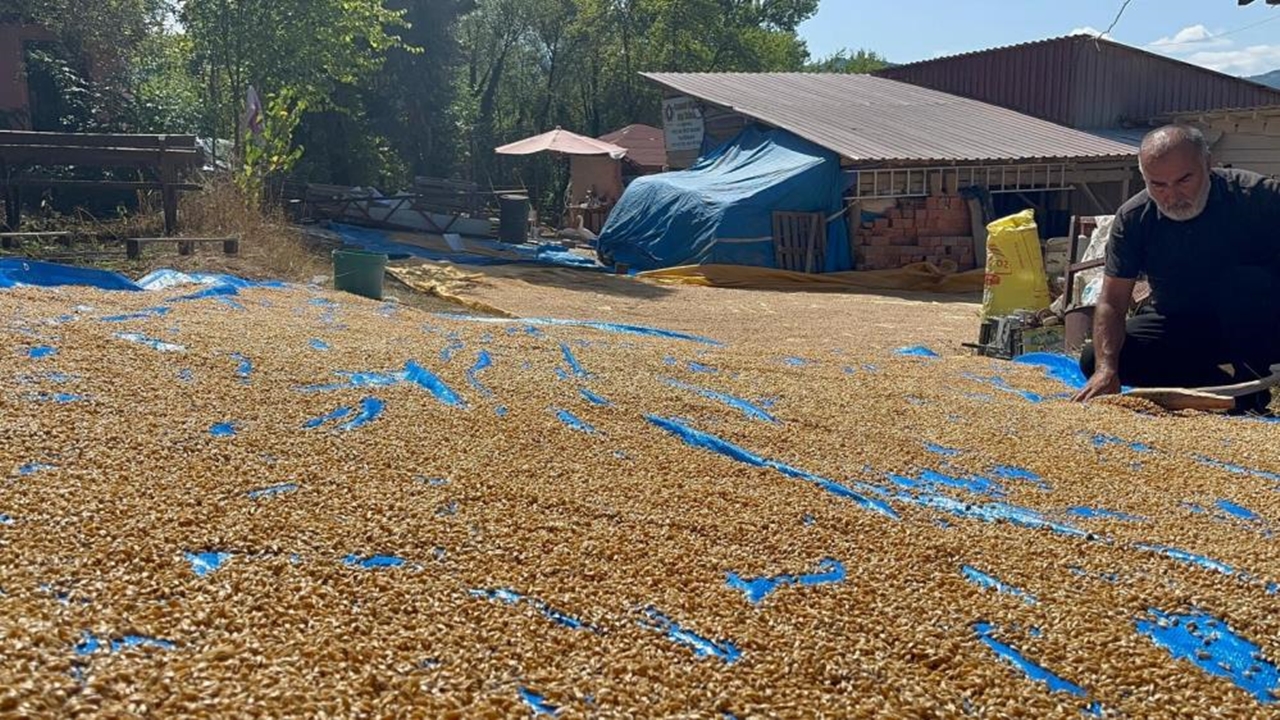 Kastamonu Da 12 Bin Yıllık Siyez Hasadı (2)