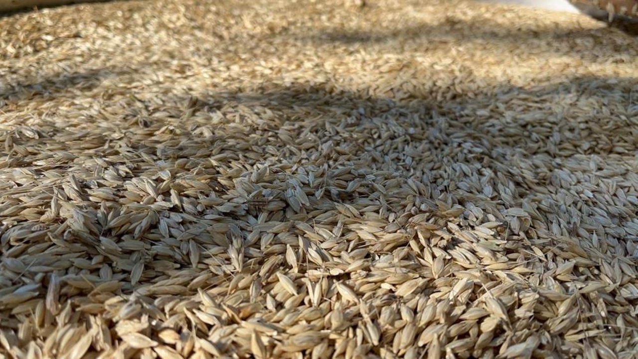 Kastamonu Da 12 Bin Yıllık Siyez Hasadı (4)