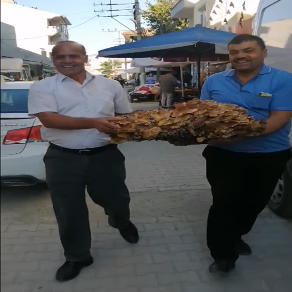 Kastamonu Gürgen Mantarı (2)