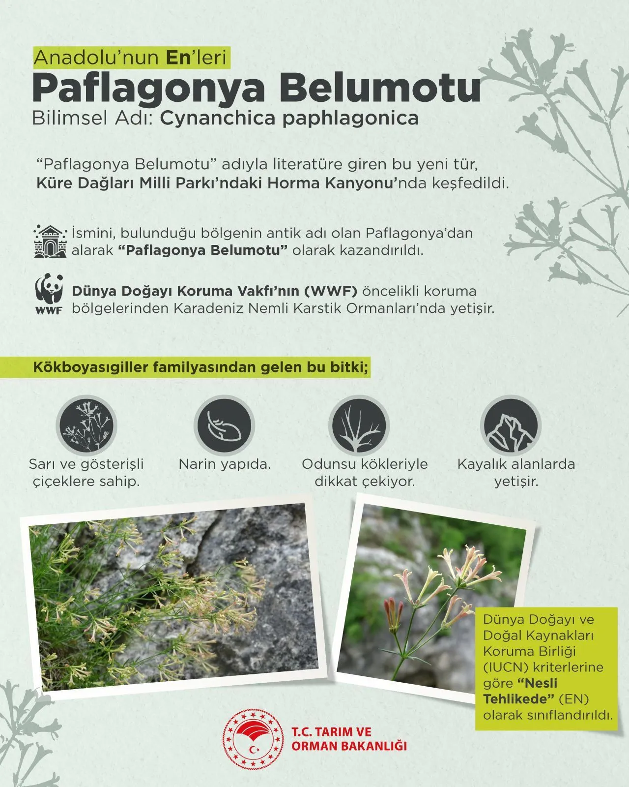 Kastamonu Sınırında Keşfedildi Gösterişli Sarı Çiçekleriyle Paflagonya Belumotu (1)-1