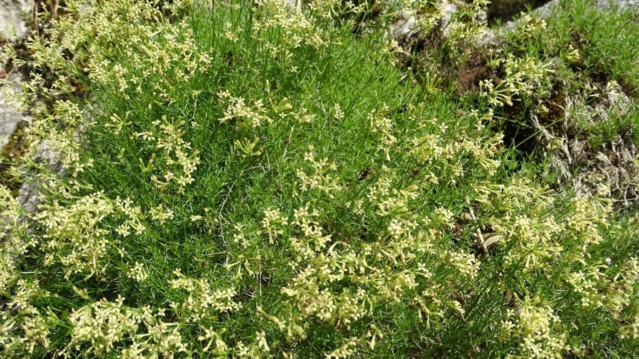 Kastamonu Sınırında Keşfedildi Gösterişli Sarı Çiçekleriyle Paflagonya Belumotu (1)