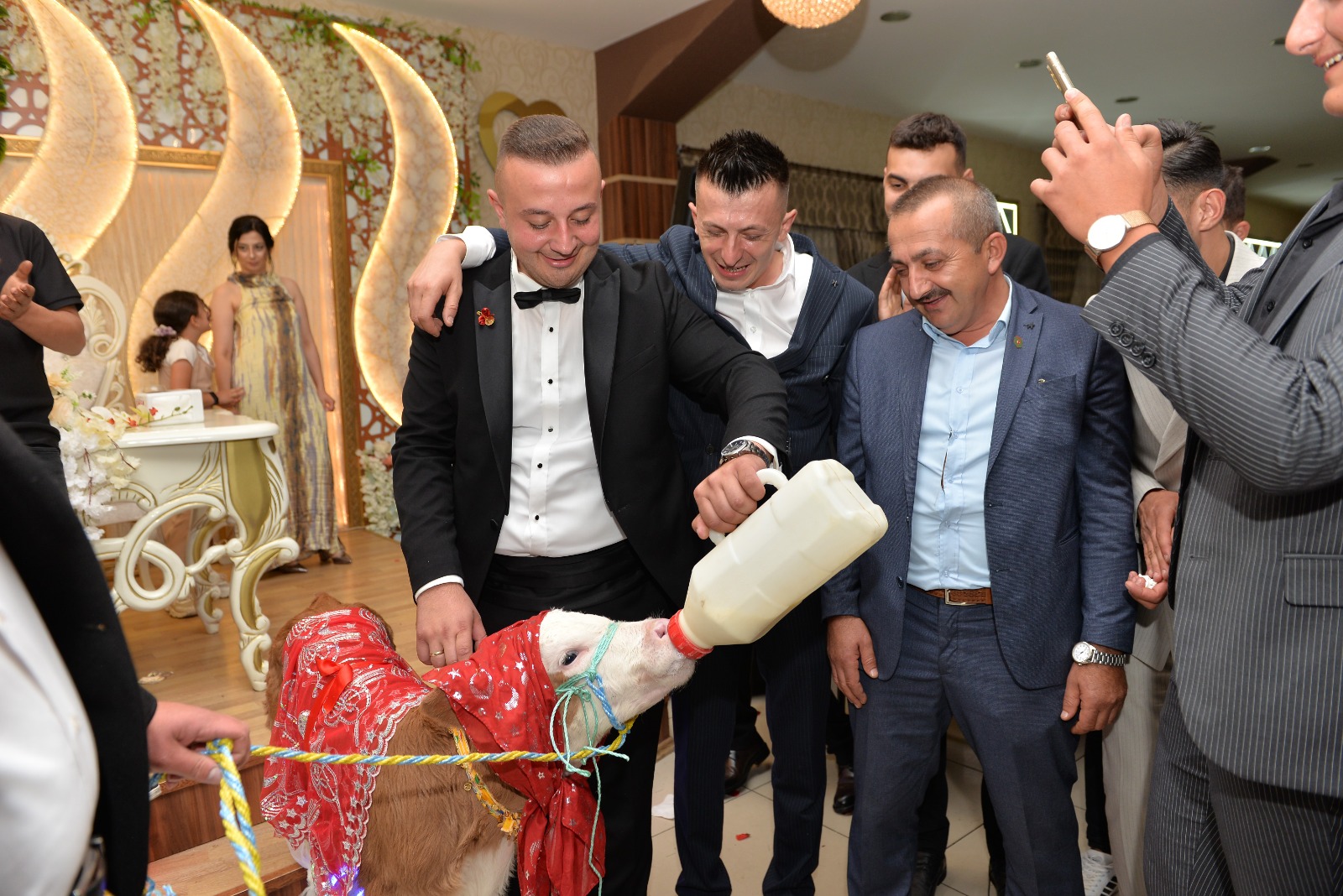Kastamonu'da Gelin Ve Damada 3 Aylık Buzağı Hediye Edildi 1