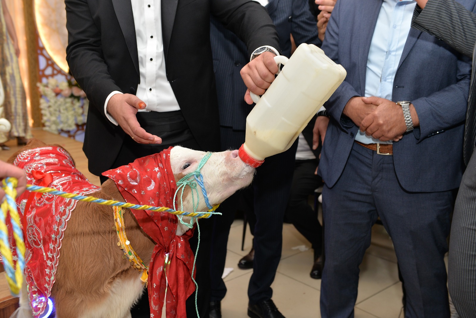 Kastamonu'da Gelin Ve Damada 3 Aylık Buzağı Hediye Edildi 3