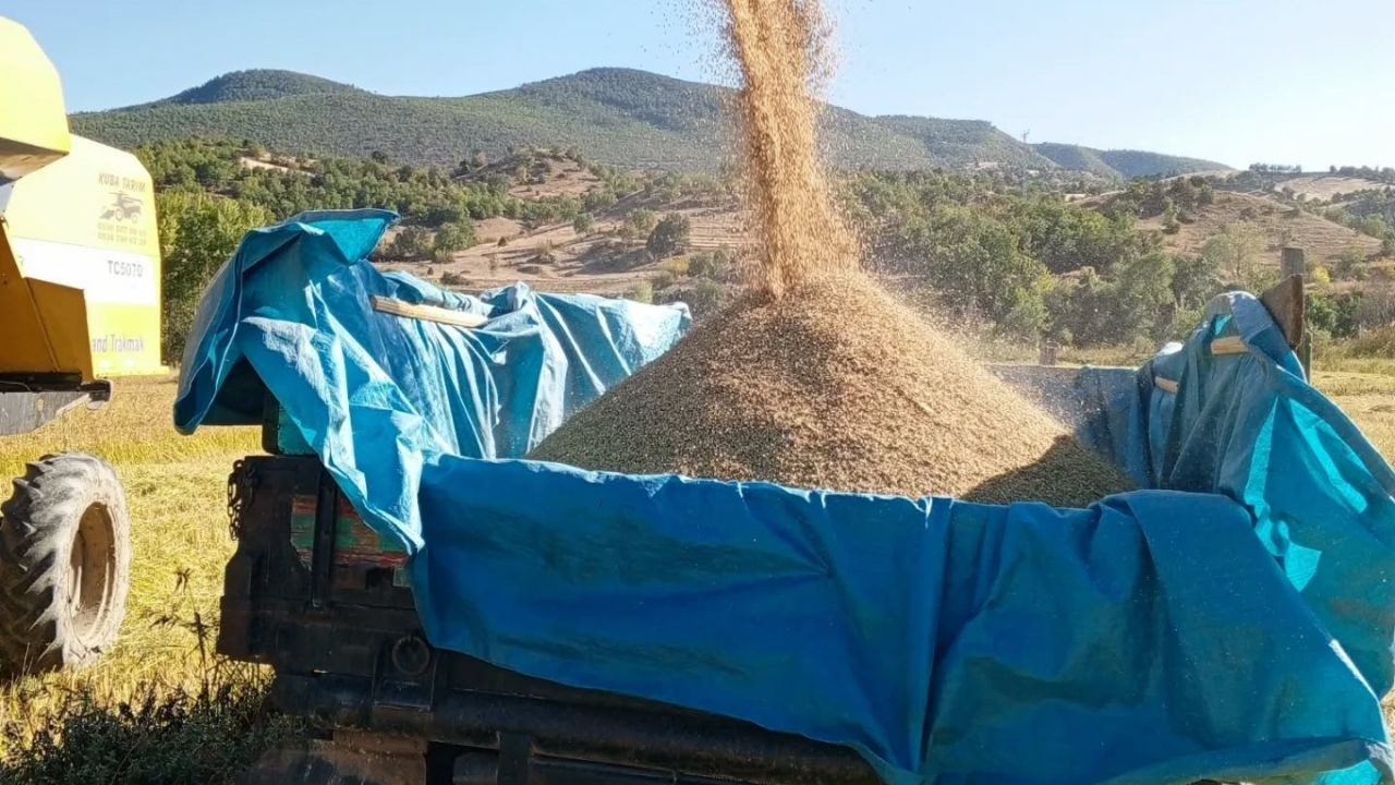 Kastamonu’da Hasat Başladı Üreticinin Yüzü Gülüyor (3)