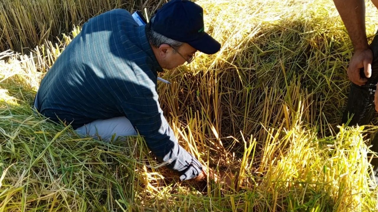 Kastamonu’da Hasat Başladı Üreticinin Yüzü Gülüyor (4)