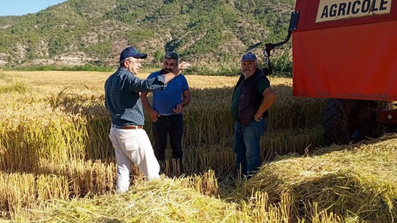 Kastamonu’da Hasat Başladı Üreticinin Yüzü Gülüyor (5)