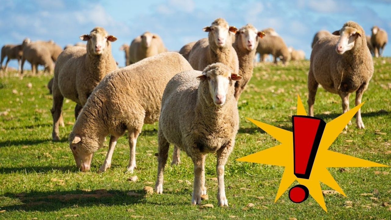 Kastamonu’da Hayvancılık Için Büyük Fırsat Başvurular Bugün Bitiyor