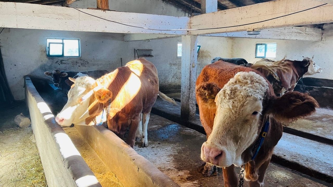 Kastamonu’da Hayvancılık Projesiyle Yeni Bir Hayata Adım (1)