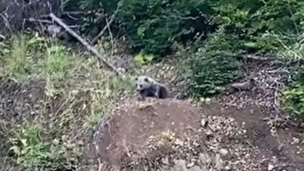 Kastamonu’da Mantar Toplayacaklar Dikkat! (2)